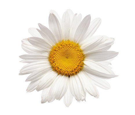 Kamilenblüte